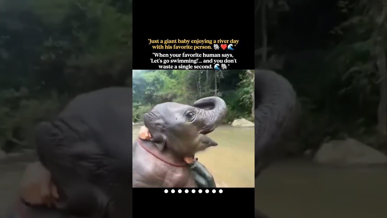 "Just a giant baby enjoying a river day with his favorite person. 🐘❤️🌊"