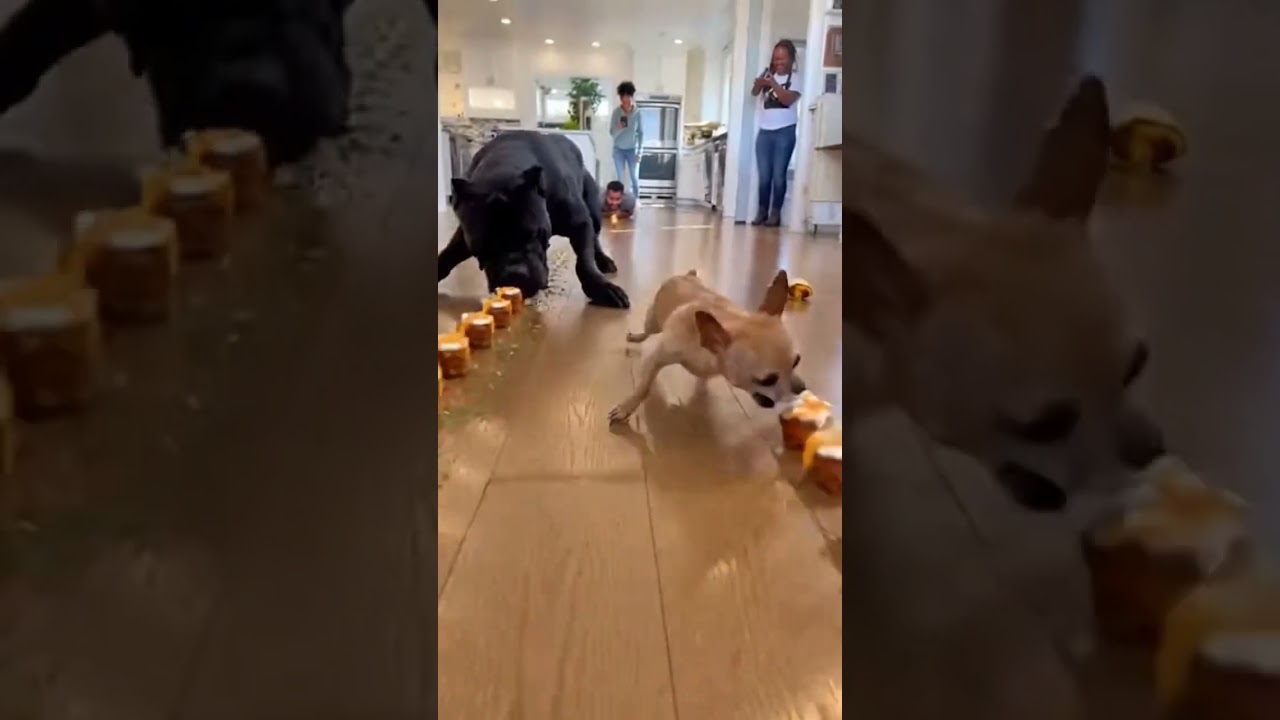 Tiny Dog Won the Impossible Race 🐶🔥