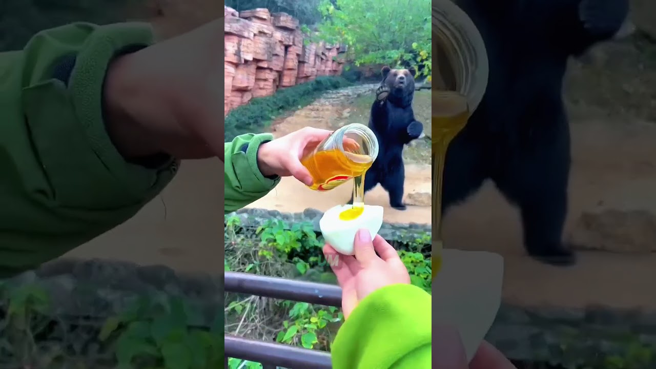 Ele arremessou um Pão na boca do URSO! 🐻
