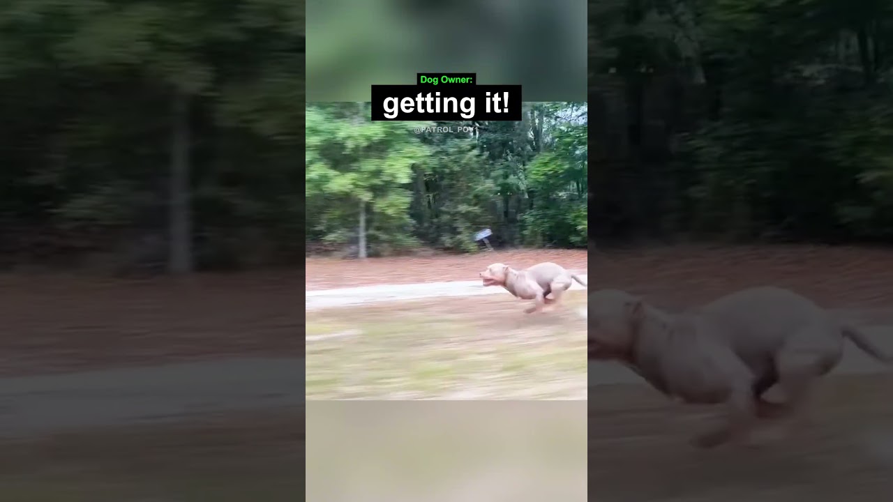 When Your Dog Races You Home…