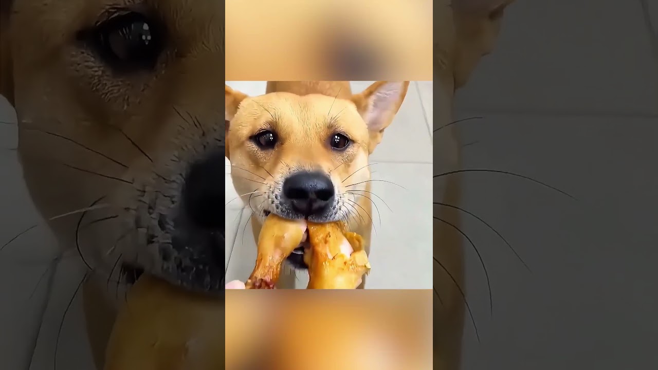 🐶❤️ Do Medo à Lealdade: A História de um Cachorro Herói 🛡️👶 #historias #shortsviral