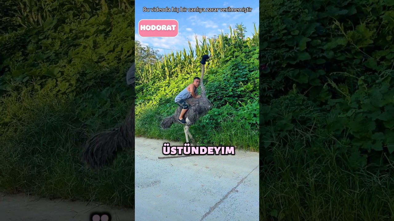 Deve kuşuna bindim ama bu oldu 😂😬