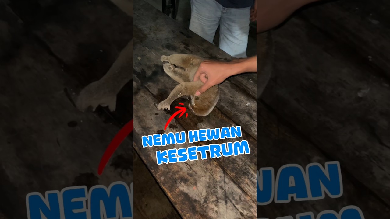 HEWAN YANG KESETRUM INI AKHIRNYA SELAMAT 😭 #shorts #minivlog