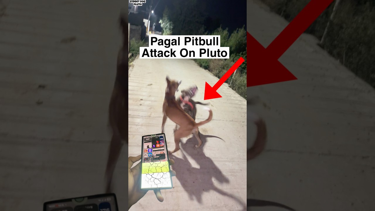 Village Pitbull Vs Pluto Phas Gaya 😦