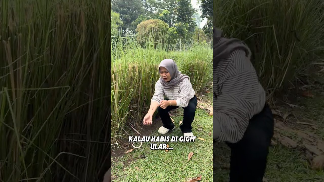 Habis di gigit ular