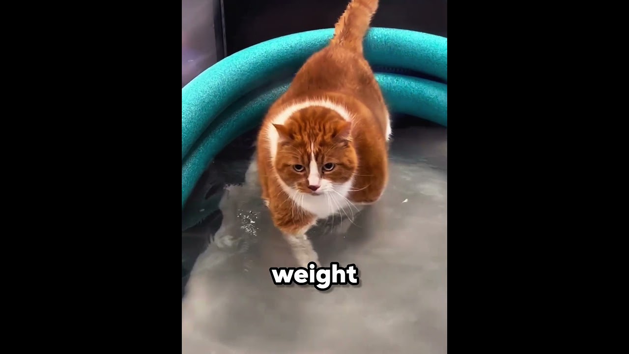 This Is How Chonky Cats Lose Weight 🐱