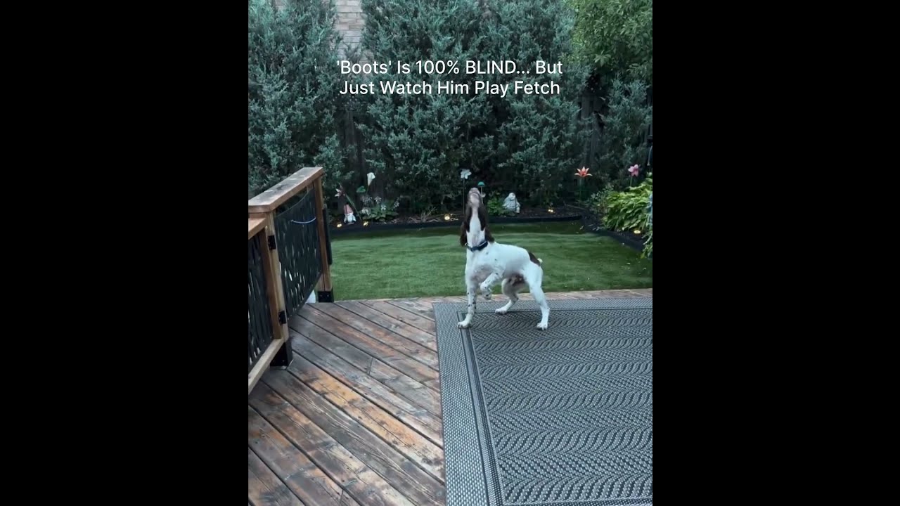 My Dog Is 100% BLIND... But Just Watch Him Play Fetch