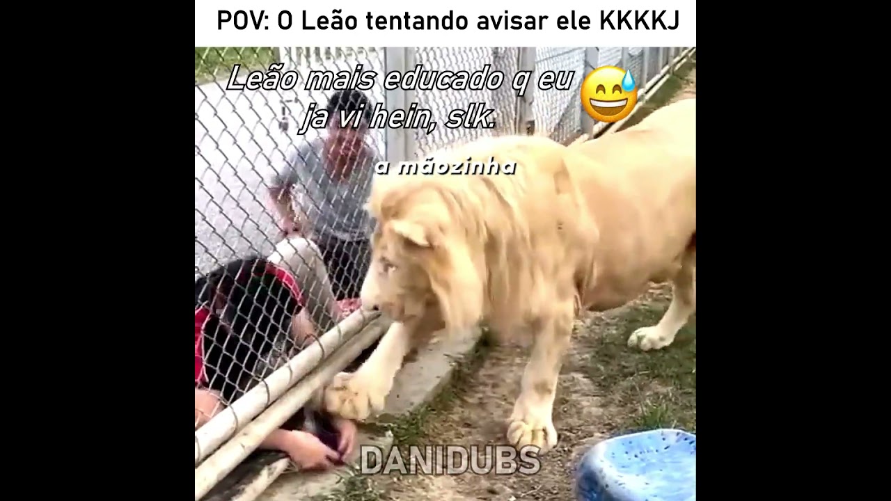 O Leão foi bem educado com ele 😅 #edit #humor #memes #fyp #animals