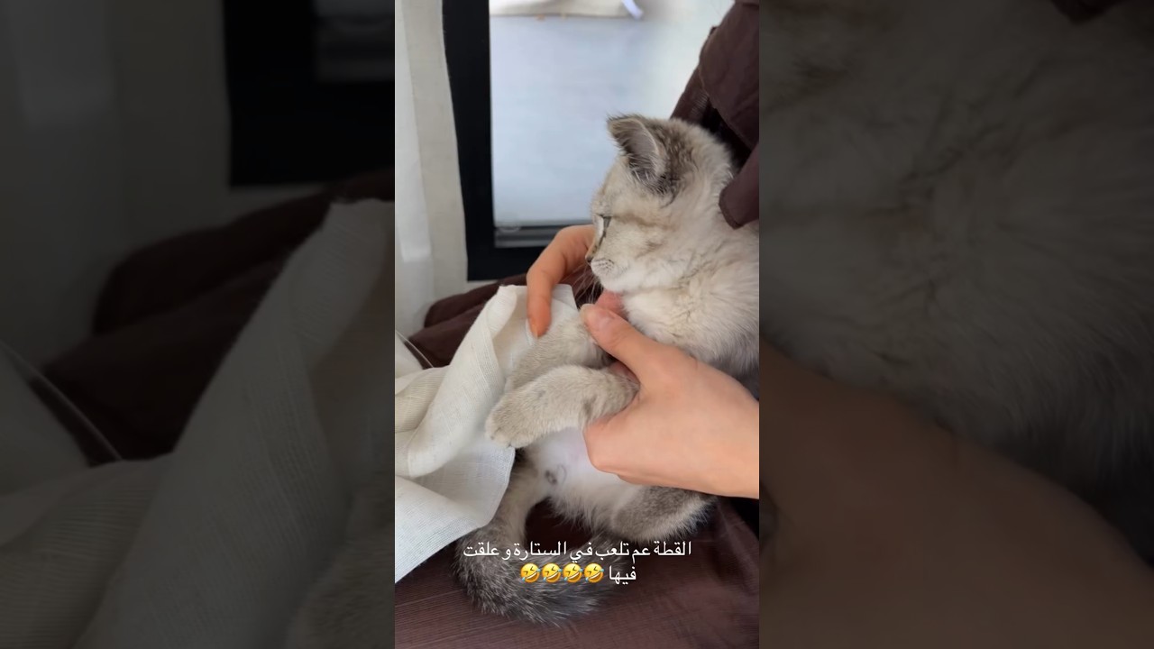 القطة علقت في الستارة😱🥹 #saraaalwari #قطة #غيث_مروان #ضحك #سارة #ghaith_marwan #سارة_عصام_الورع #غيث
