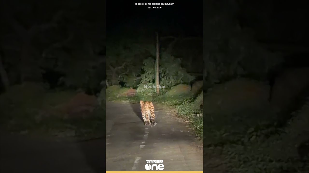 യാ മോനേ, സീന് സാധനം... നെല്ലിയാമ്പതിയിൽ റോഡിൽ ഇറങ്ങിയ പുലി...