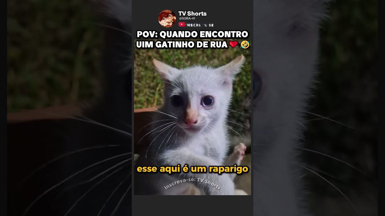 COLECIONANDO GATINHOS MUITO FOFO!🤣❤