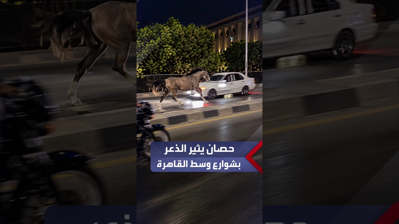 حصان يثير الذعر بعد اقتحامه الطريق بسرعة عكس اتجاه السيارات في القاهرة والأمن يسيطر على الموقف