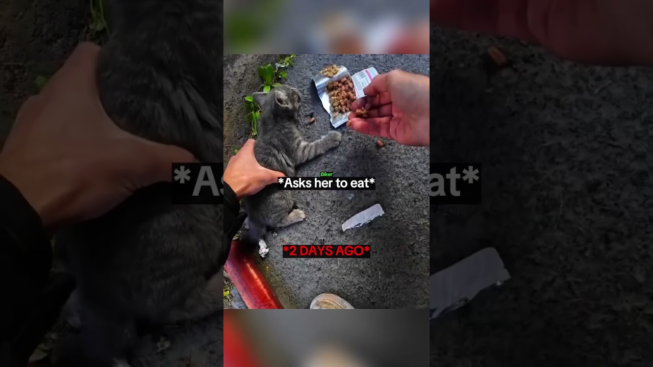 Biker Spent His Last Money To Save Kitten 😥