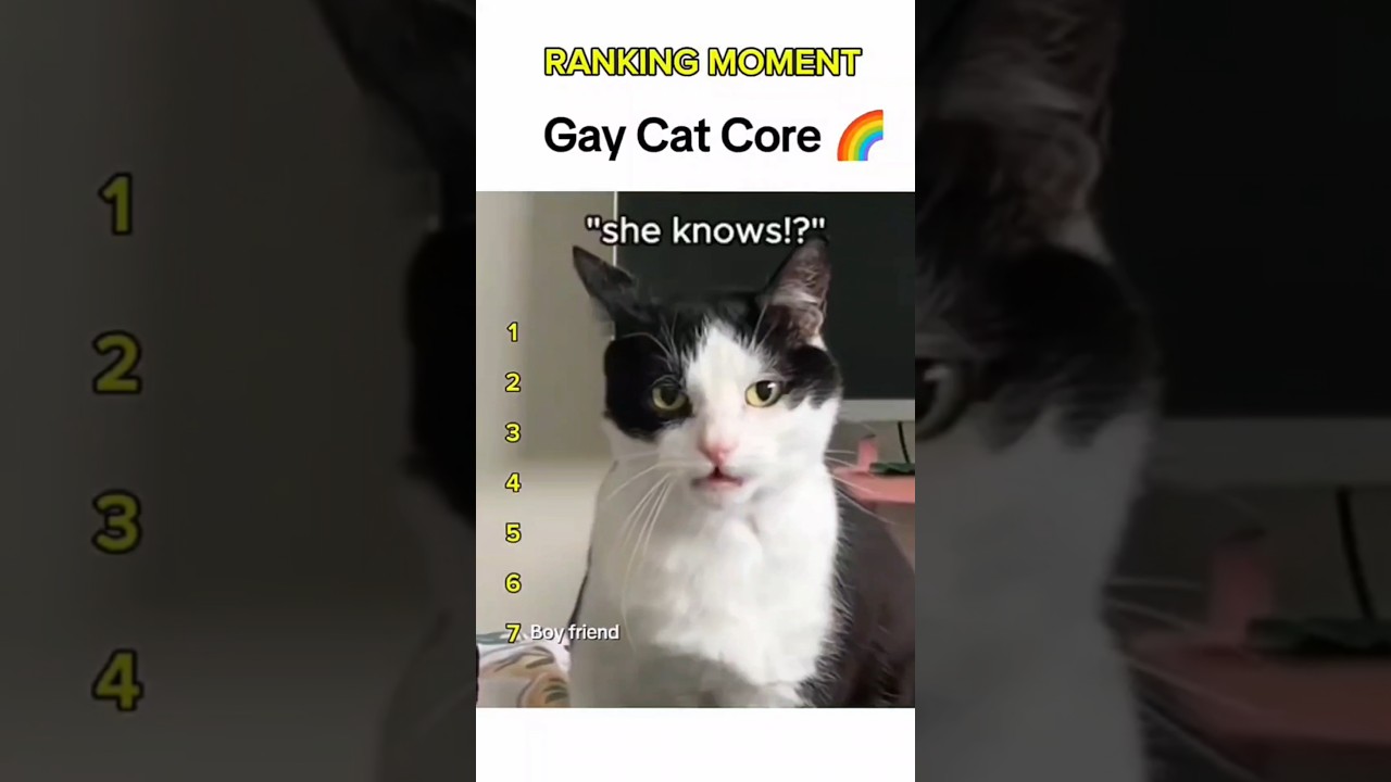 Cat being idiots part 129: Gay cat 🤣 #funnycat #funnypet #cutecat #cat #pets #shorts