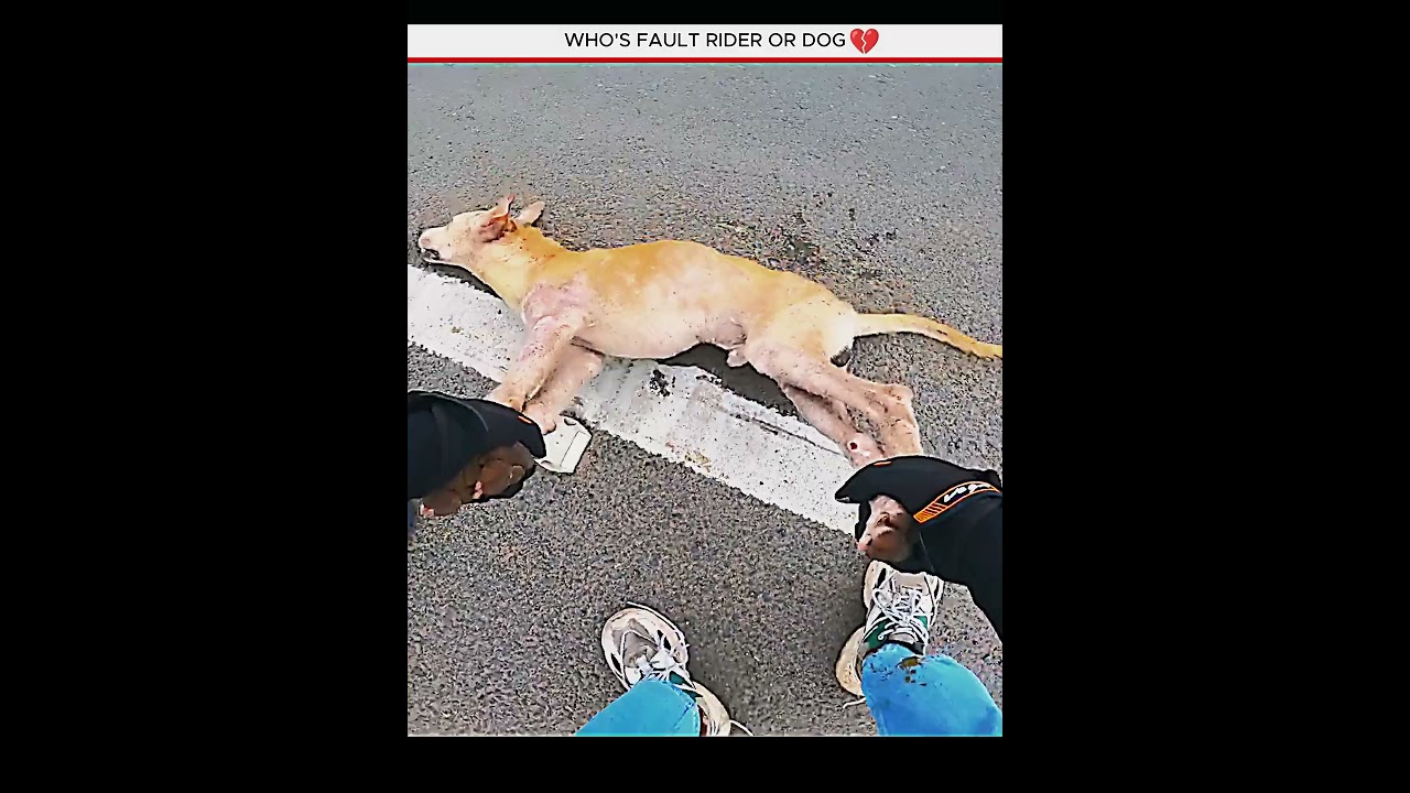 WHO'S FAULT RIDER OR DOG ❓😫 #motovlog #crash #emotional #dog #sad  #new #reels