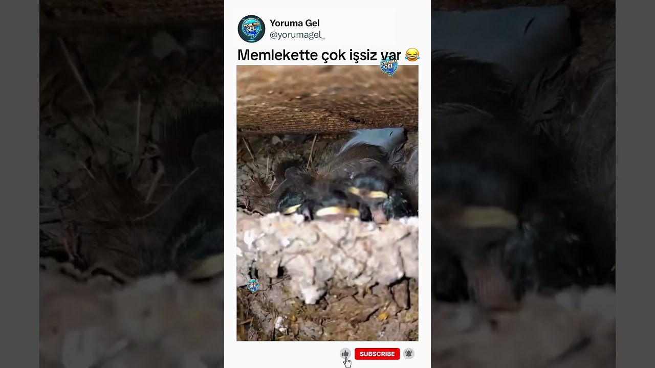 Kuşları nasıl ikna ettin - Komik Yorumlar 1017 - Yoruma Gel