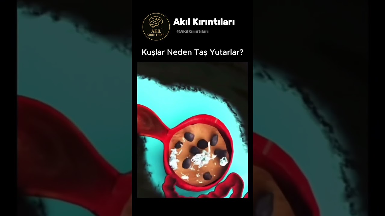 Kuşlar Neden Taş Yutar?