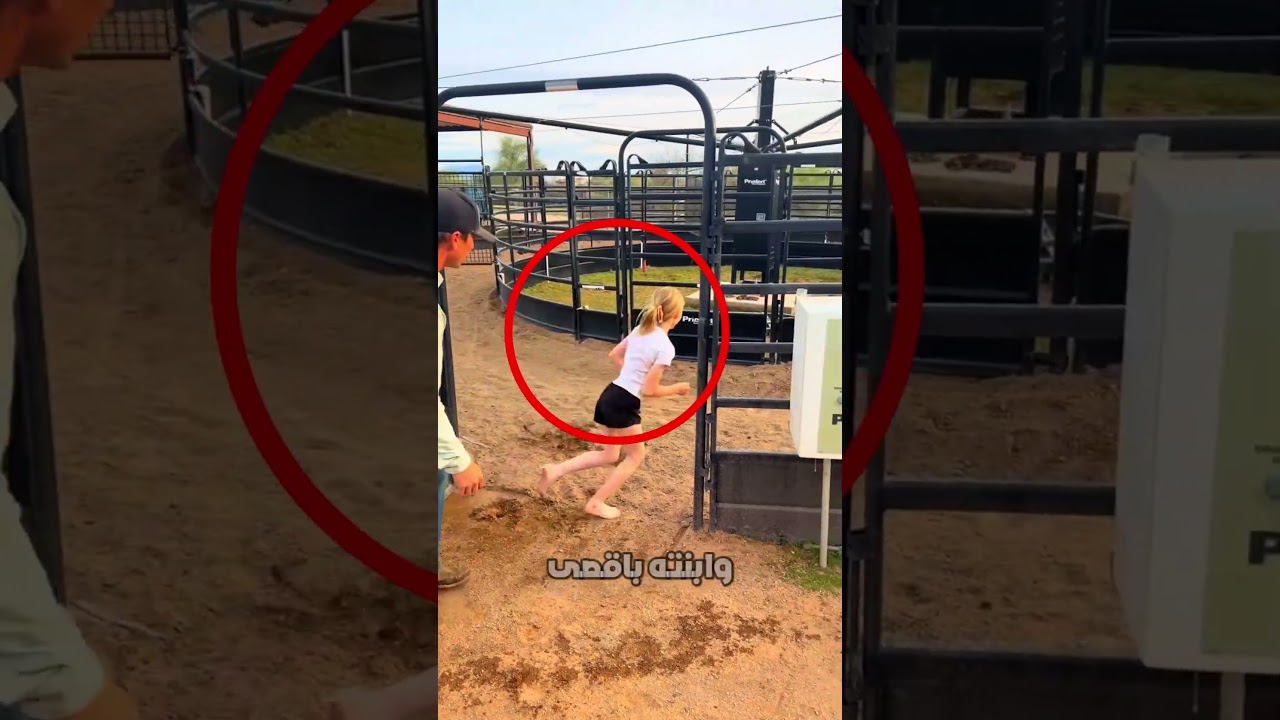 حجم الكلب الصغير أنقذه! 😱