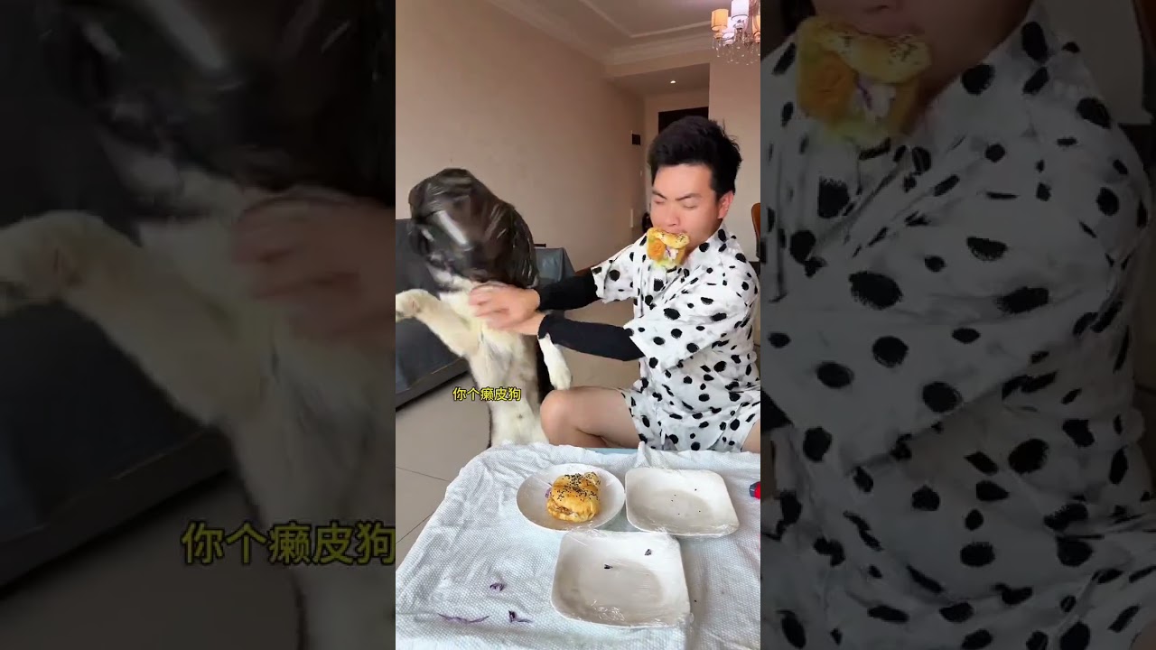 狗：我不是真的人，你是真的狗！ #人和狗總要瘋一個系列 #誰家還沒個傻狗 #萬物可愛計劃 #斑點狗大戰哈士奇 #萌寵出道計劃