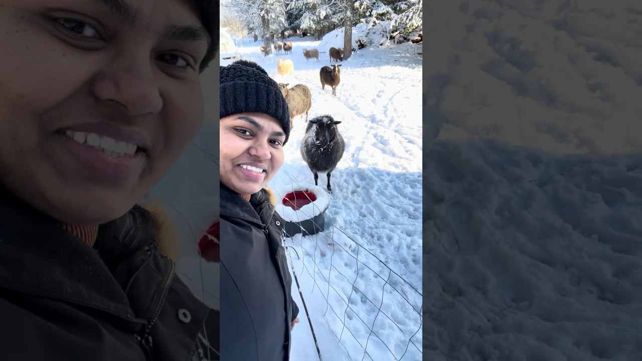 ചെമ്മരിയാടുകൾ മേഞ്ഞു നടക്കുന്ന ഫിന്നിഷ് ഗ്രാമം 🐑❄️🥰#mallusinfinland