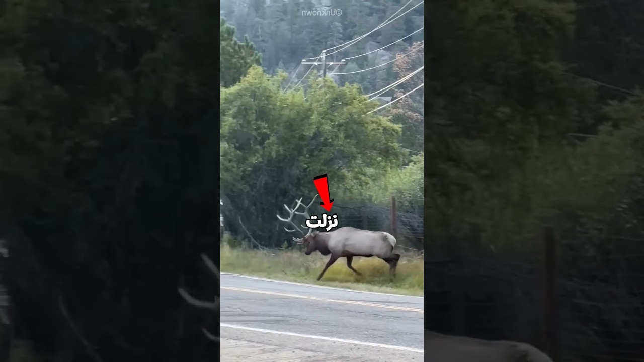 الغزالة وقفت العربيات كلها😰🦌