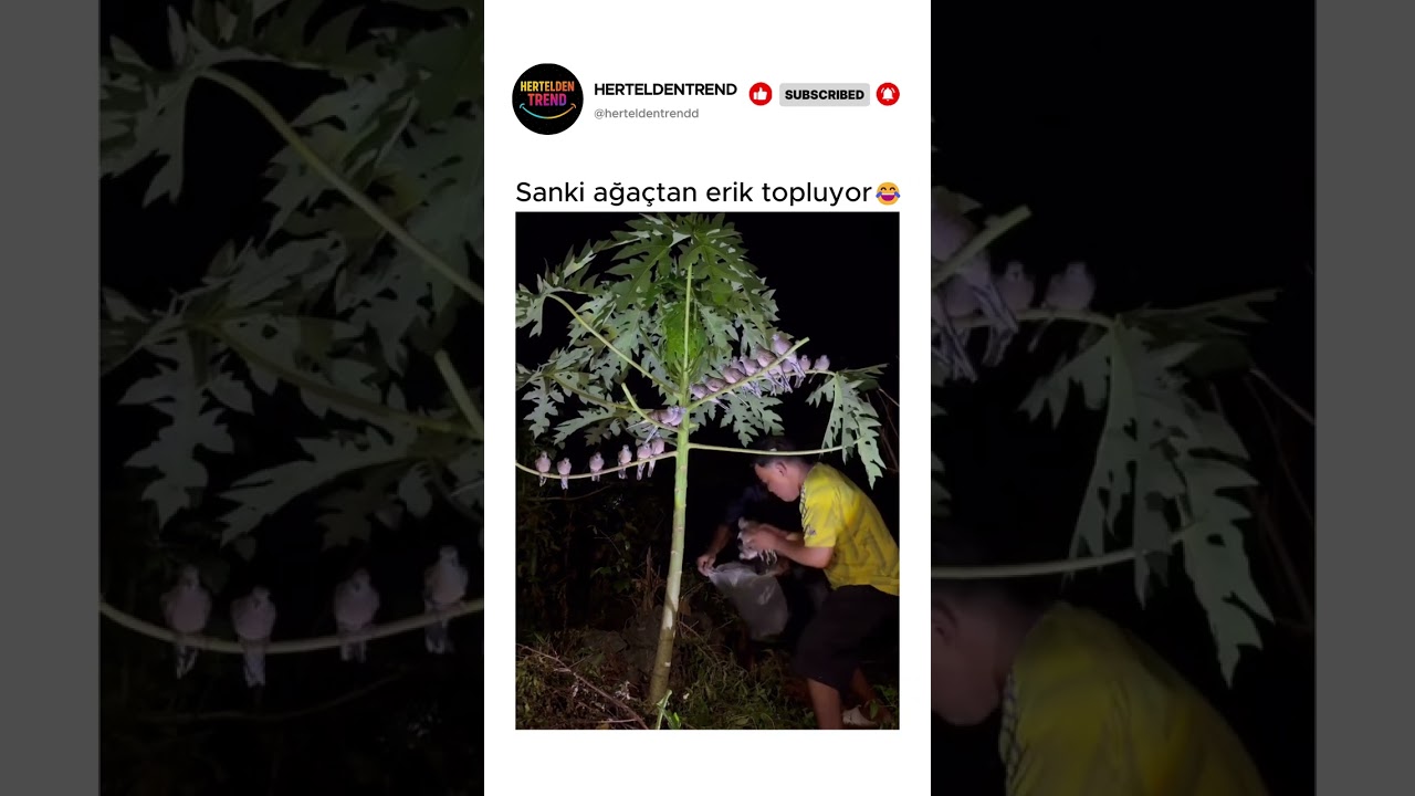 Sanki ağaçtan erik topluyor😂