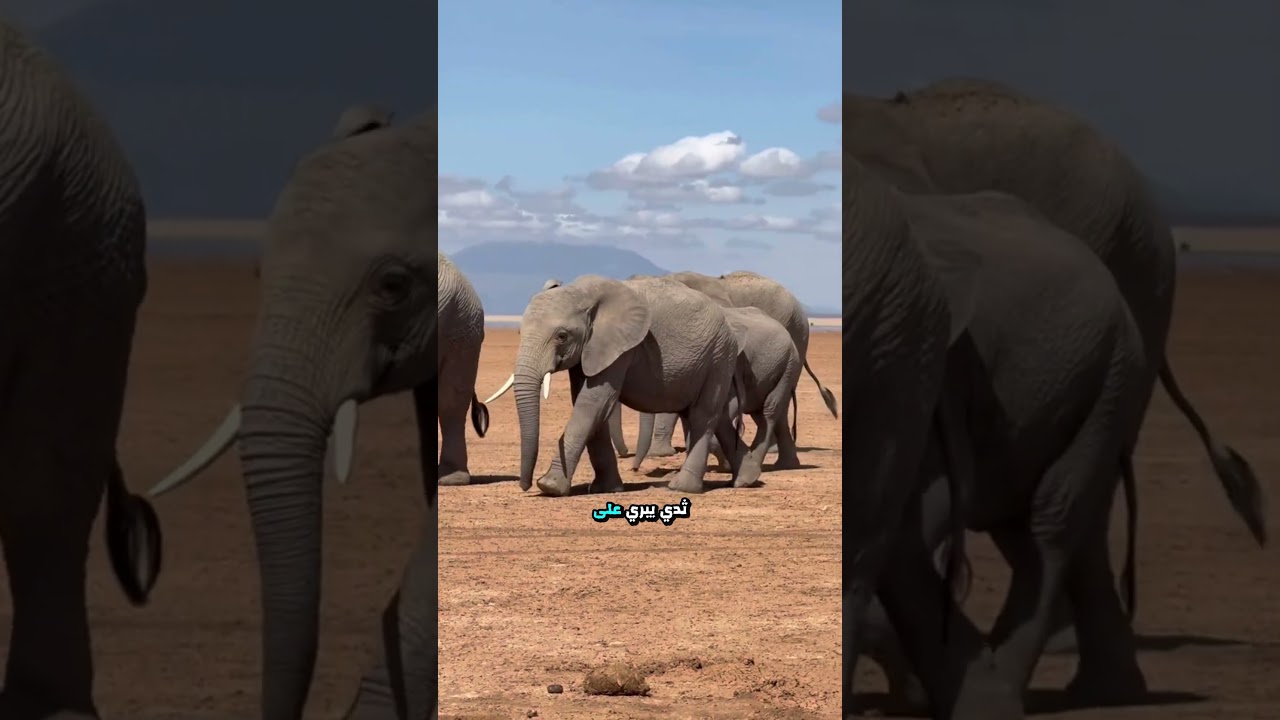 اتقل 3 حيوانات وزنا في العالم #animals