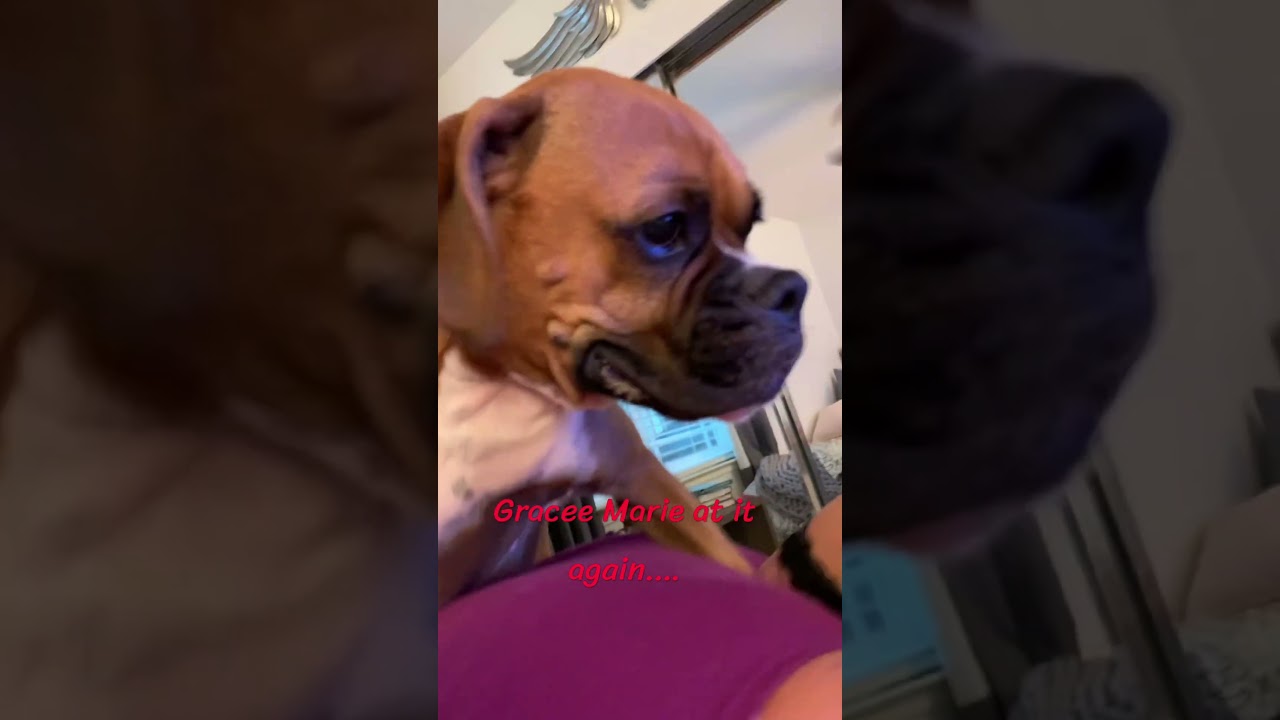 #viralvideo #boxerdog #dogsoftiktok #boxersoftiktok #doghumor #doghug #fypシ