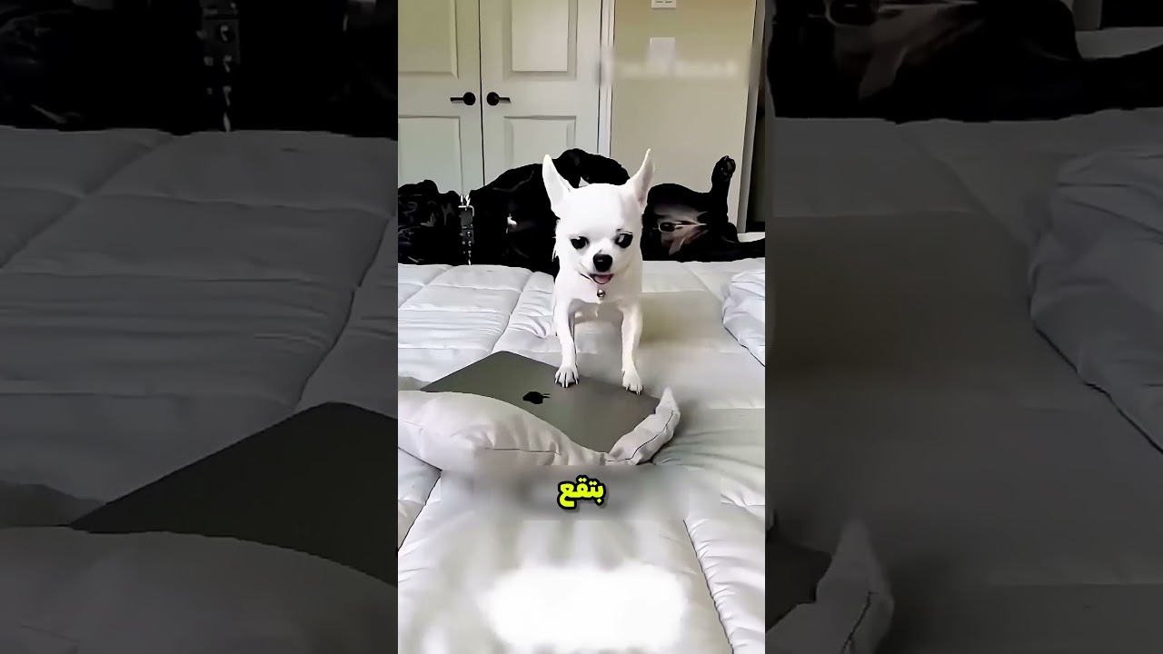 الكلب وقع في حفرة في السرير | قصص روعة 😲 #شورت