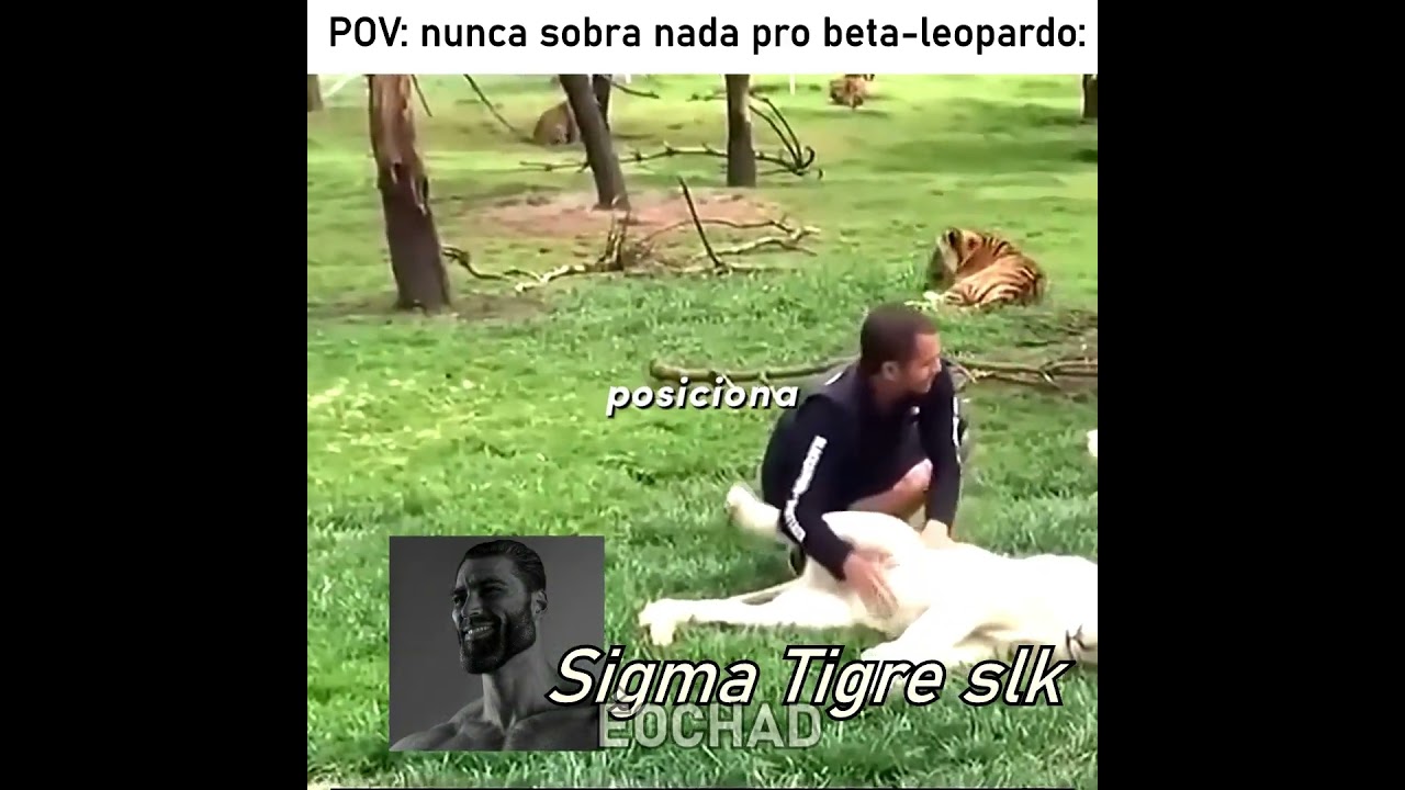 O cara foi protegido por um TIGRE 🥶 #edit #humor #memes #fyp #animals