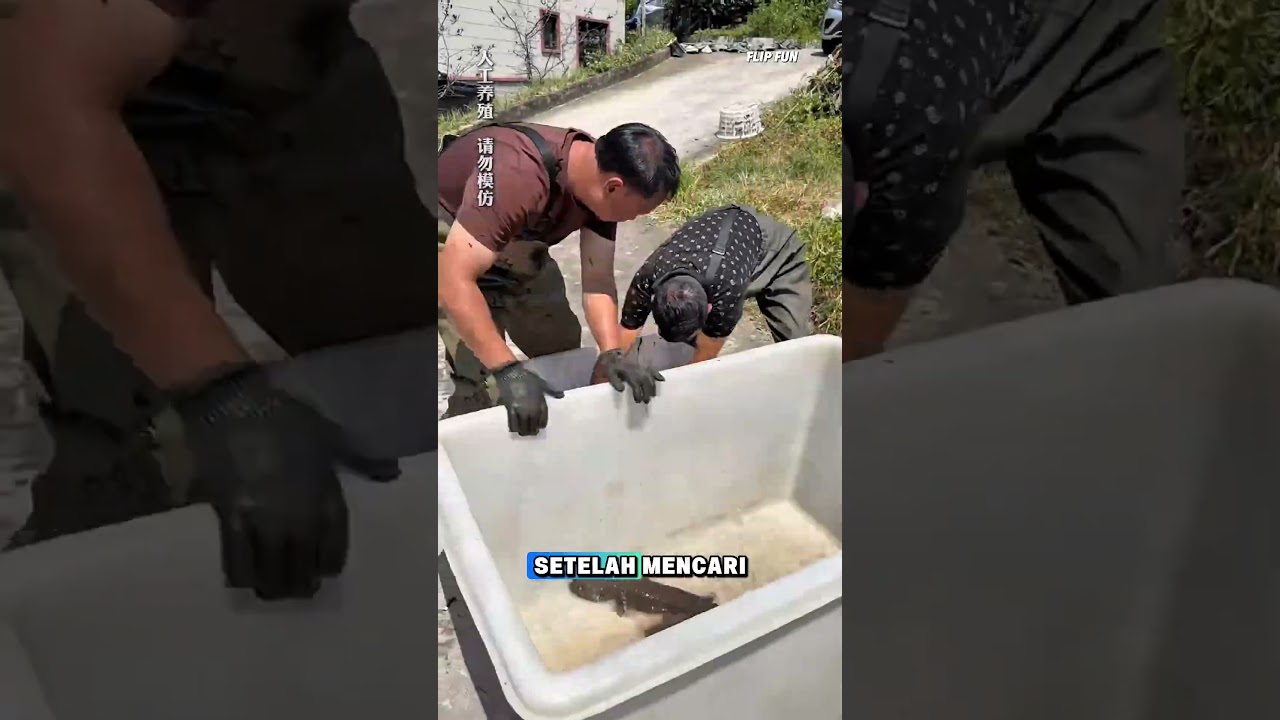 BOS DANYAU NGURAS KOLAM SALAMENDER