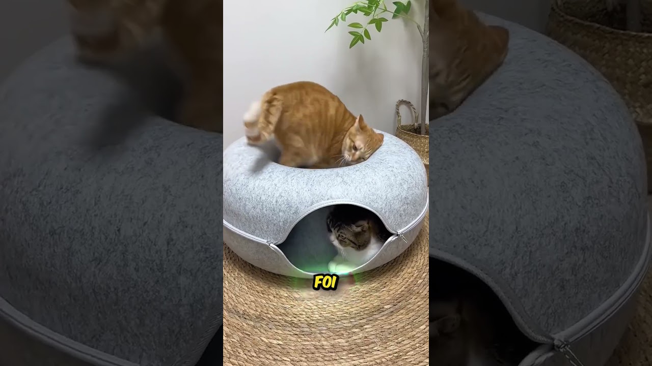 A cama de gato mais legal