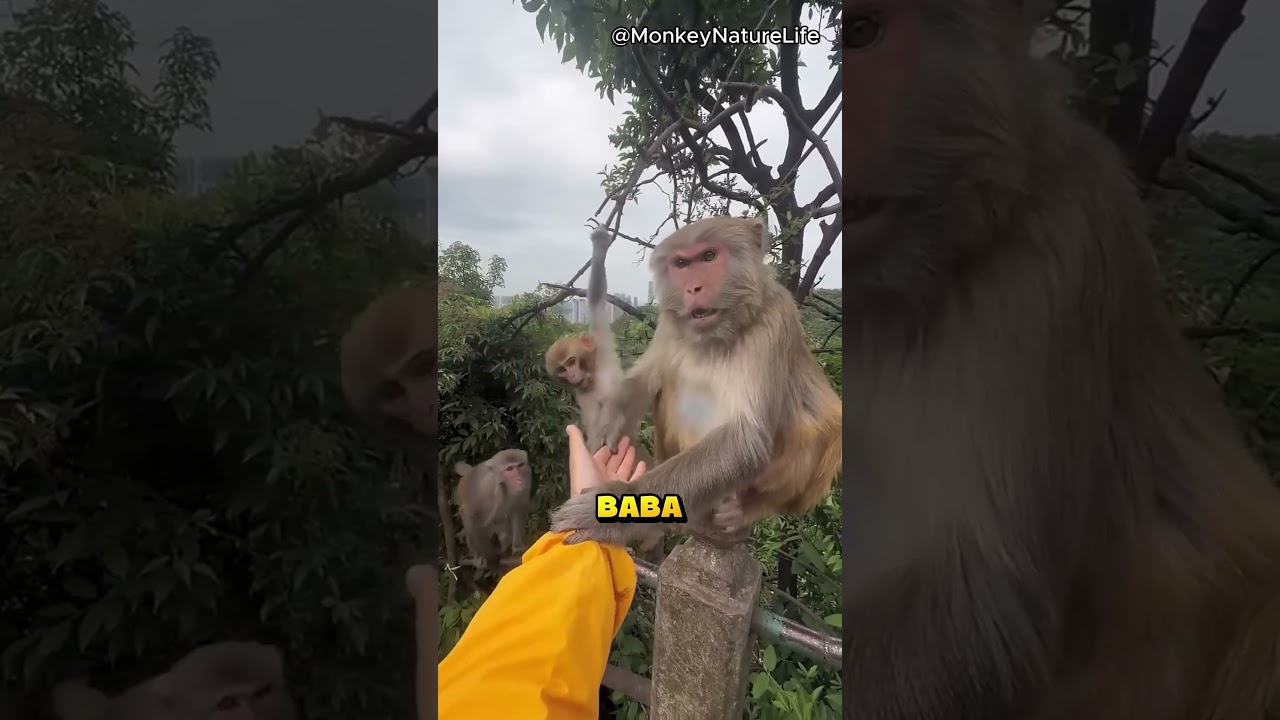 Maymuna Yardım Ettiği İçin Azar İşitti.. ❗🐒 (MonkeyNaturalLife /YT)