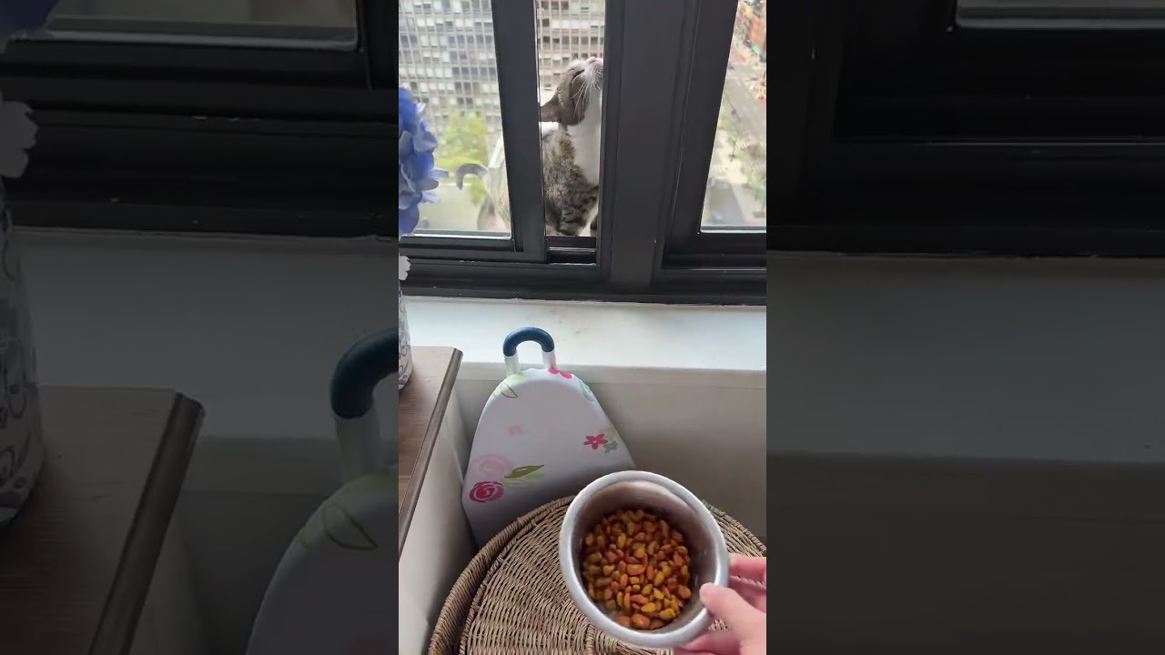 Almost had a heart attack #cat #cats #kitten #kittens @skylerbeachh