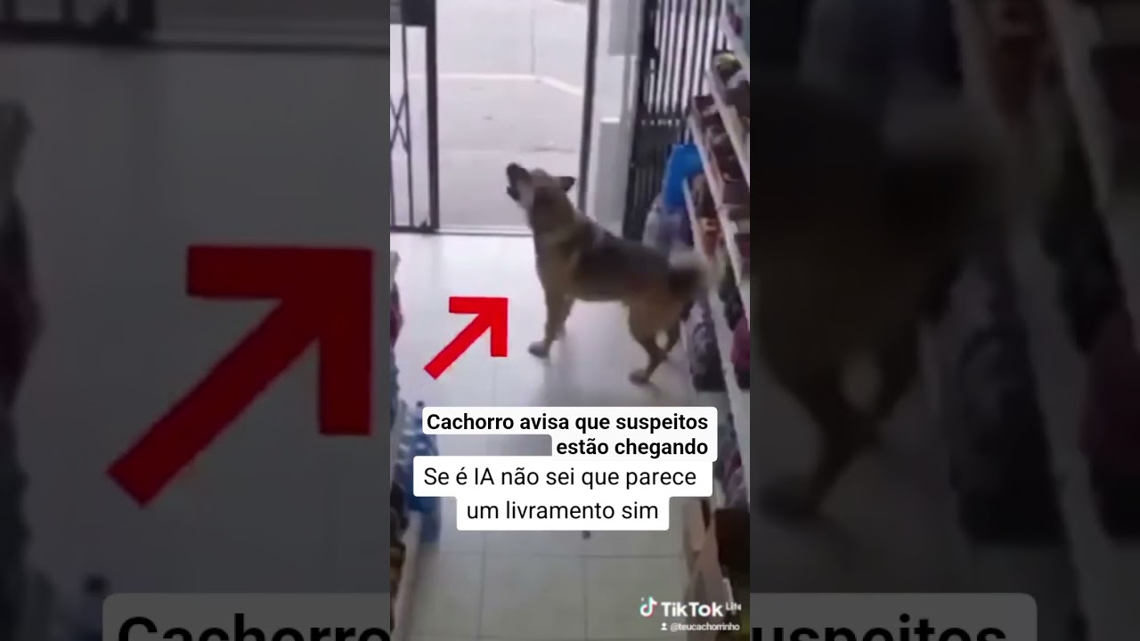 Cachorro avisa que suspeitos estão chegando