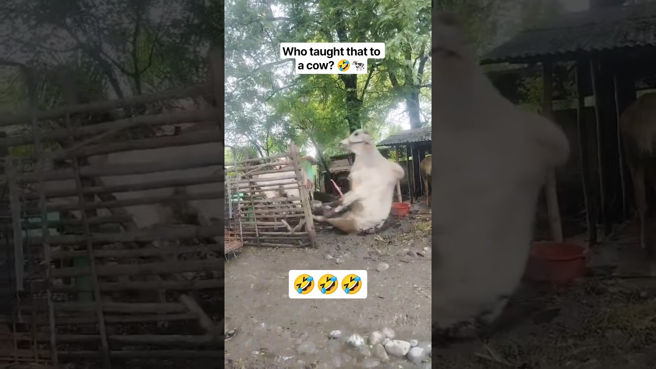 Who taught that to a cow?🤣 #funnyanimals