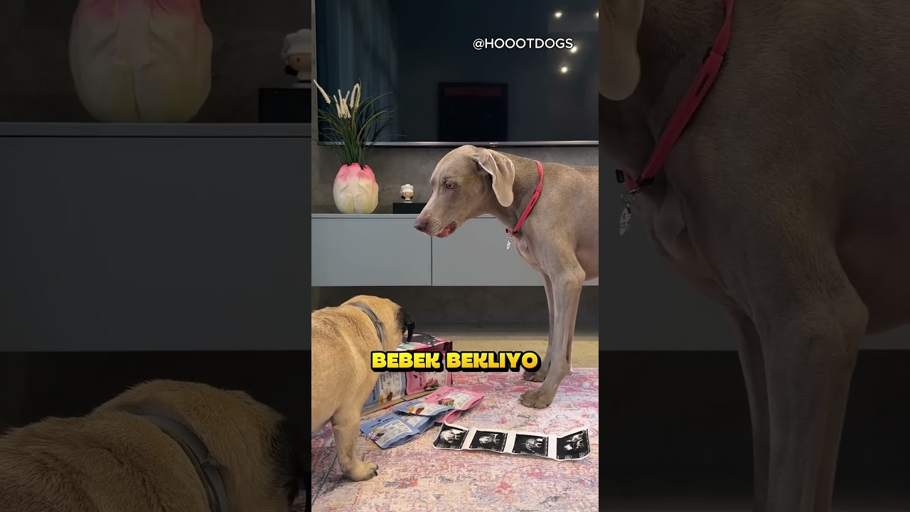 Evcil Hayvanlar Durumu Çok Yanlış Anladı.. ❗🐶 (HOOOTDOGS /YT)