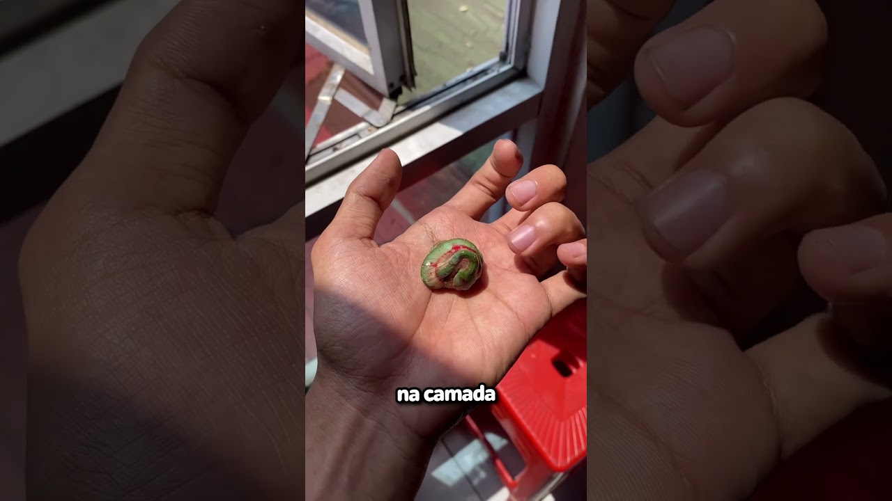 Cobra x Nascendo!