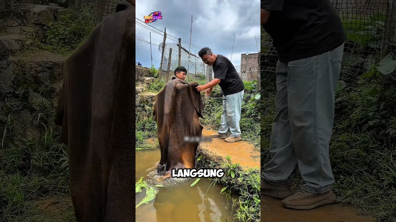 Dagingnya Nyangkut di Atap 😂🥩