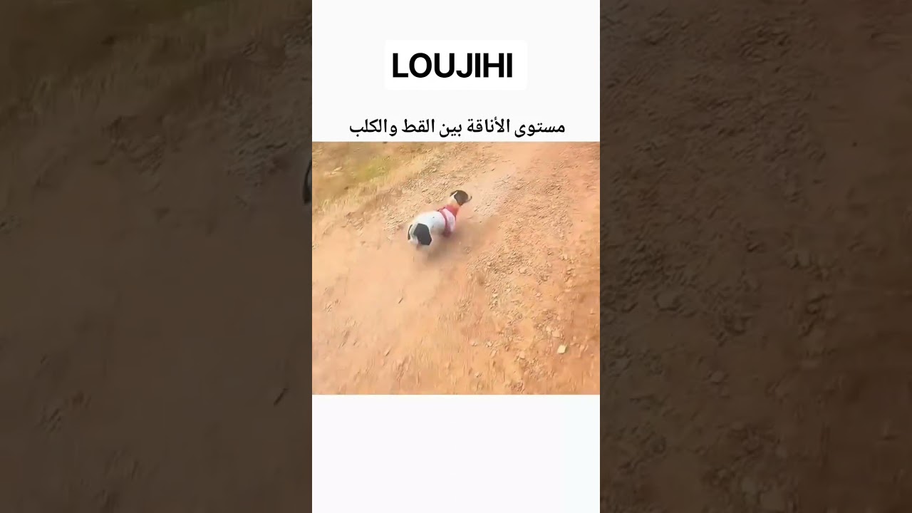 مستوى الأناقة بين القط و الكلب 👀😱😂 #اكسبلور #حيوانات #شورتس
