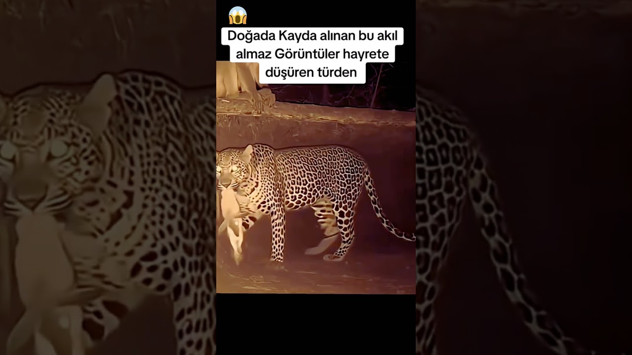 “Vahşi Doğada Merhamet Var mı? Maymunun Tavşanı Kurtarışı! 🐇  #vahşidoğa #DoğaMucizesi #ViralAnlar