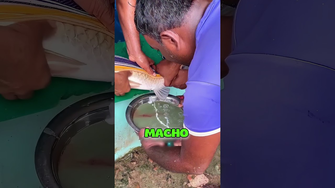 O que significa aquele líquido nos peixes 🐟