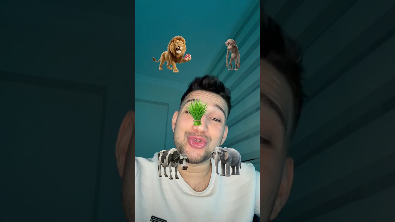 Hayvanlar ne yer sıralaması ￼