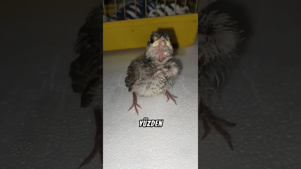 Kuşa Su Verirken Bu Hatayı Sakın Yapmayın! 😱🐦