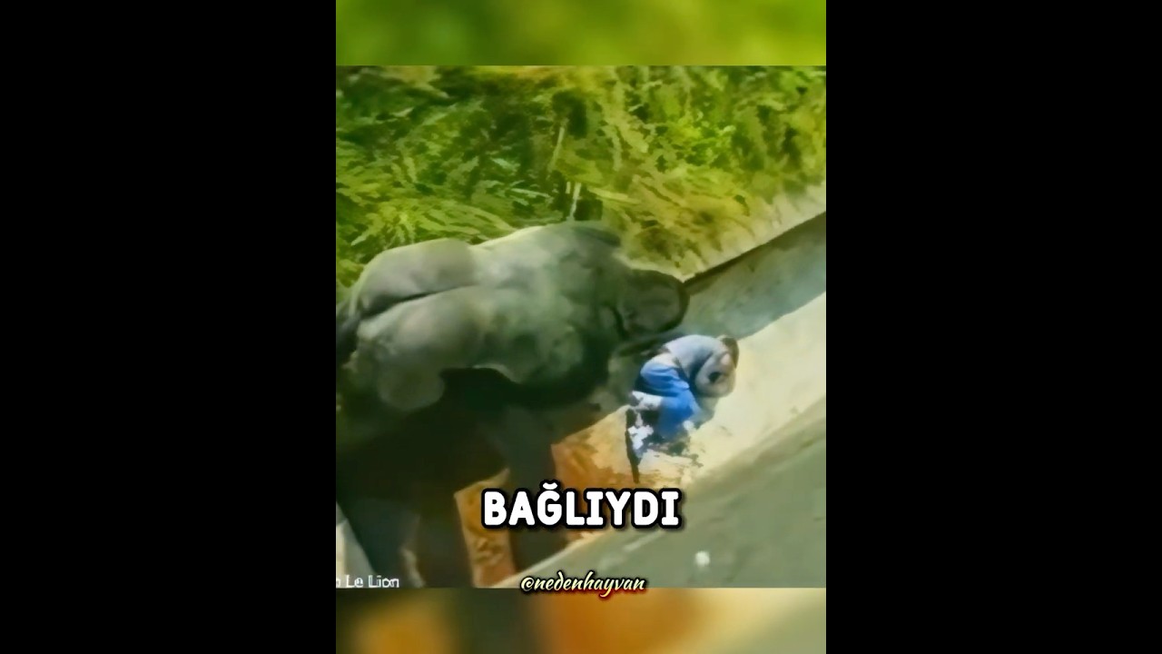 Goril Kafesine DÜŞEN Çocuğu Korudu🦍 😨 #shorts
