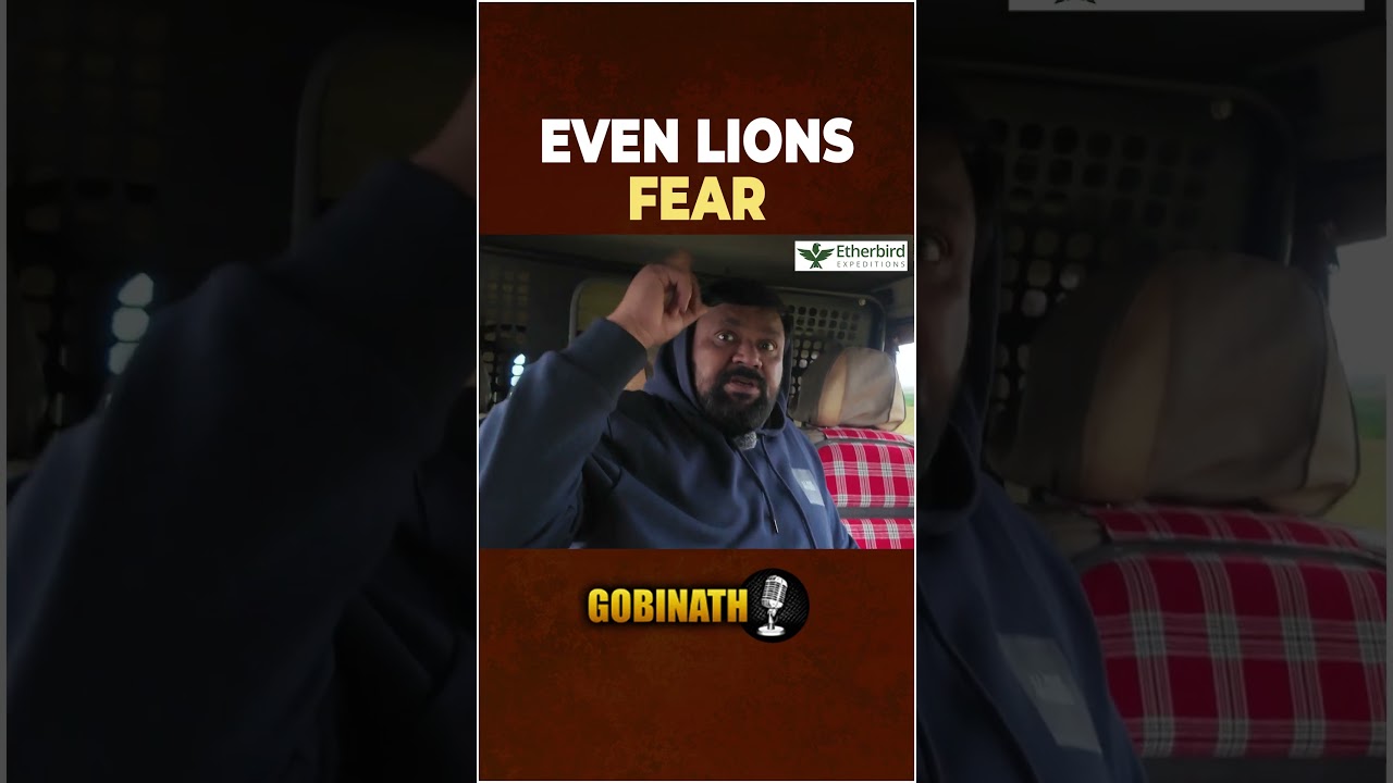 Even The King Of The Forest Lives In Fear Sometimes 🦁 | Gobinath #shorts
