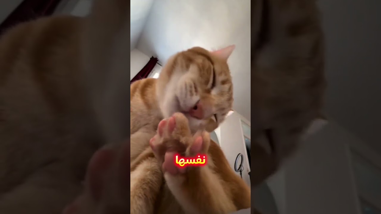 لماذا تكره القطط الماء؟