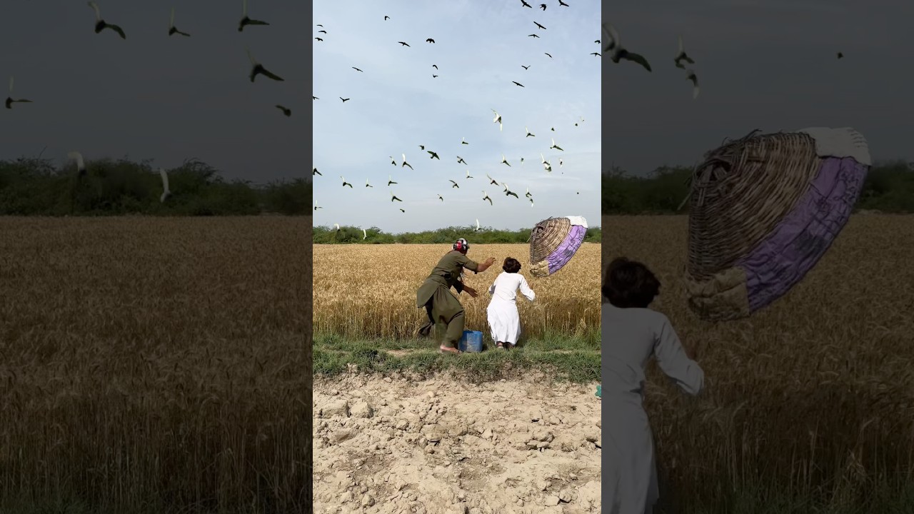 Wild Animals Hunting For Mongoose 🌾🦝#farming #hunting #mongoose #shorts