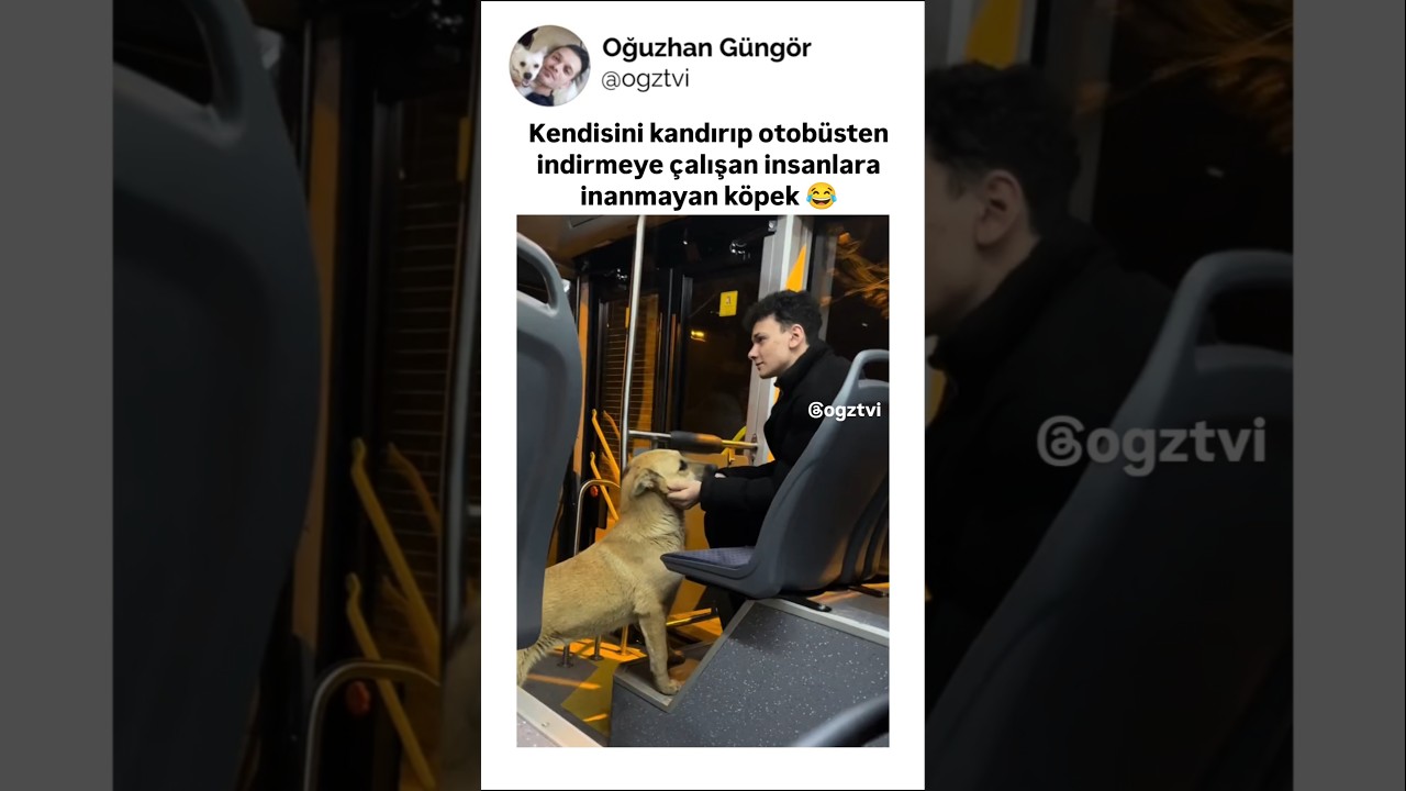 Akıllı köpek