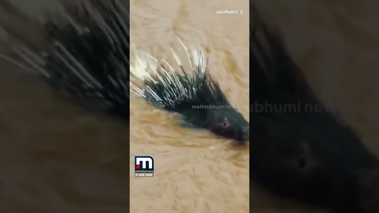 വടകരയിൽ റോഡിലെ വെള്ളക്കെട്ടിലൂടെ ഒഴുകിയെത്തി മുള്ളൻ പന്നി!! | Vadakara | Porcupine | Kerala Rain